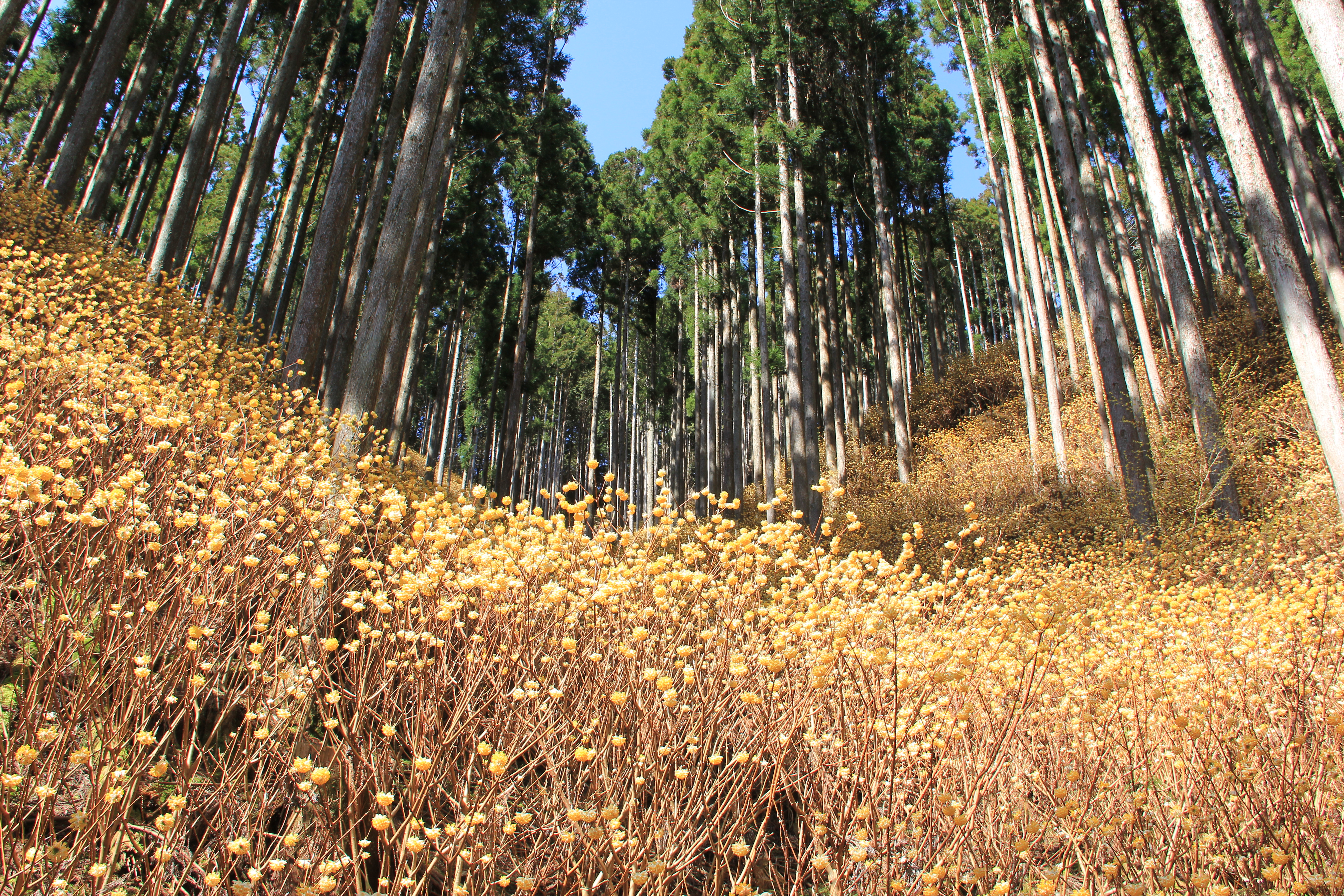 山一面のミツマタ