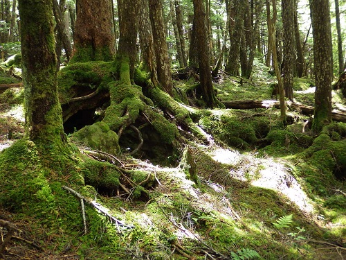 11.「苔の森：白駒の池」