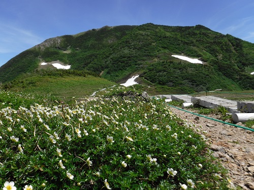 49.チングルマと朝日岳