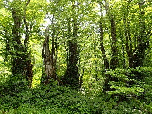 55.新緑のカツラ門