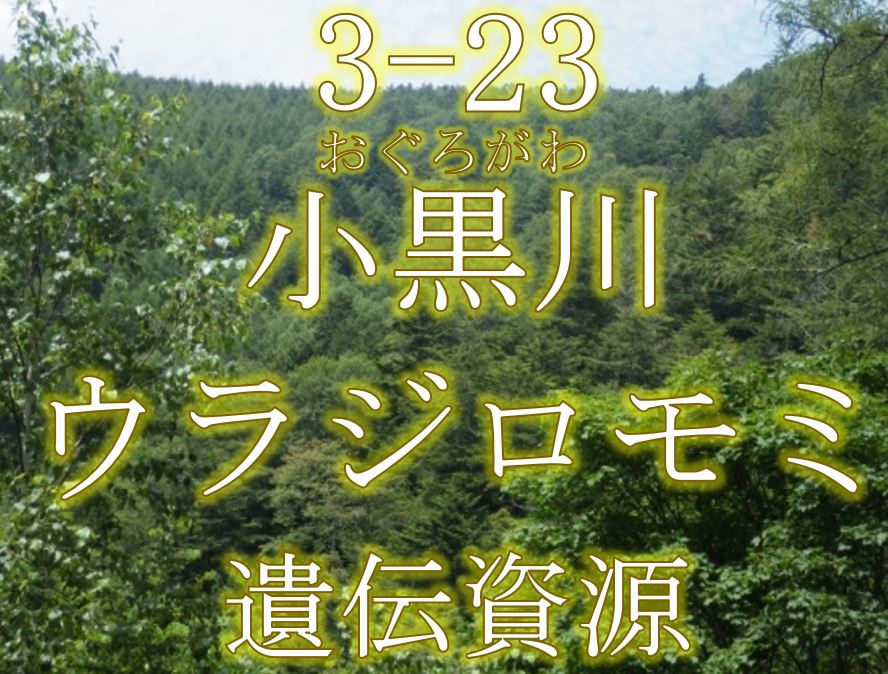 小黒川ウラジロモミ遺伝資源希少個体群保護林