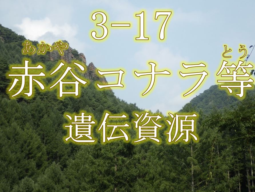 赤谷コナラ等遺伝資源希少個体群保護林