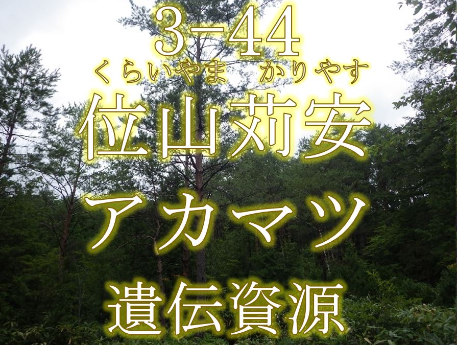 位山苅安アカマツ遺伝資源希少個体群保護林