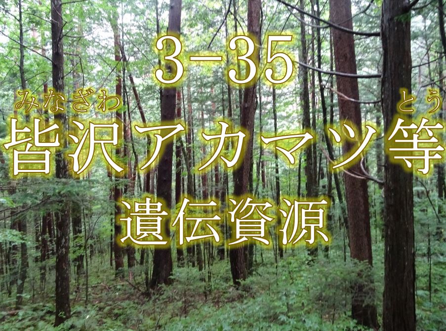 皆沢アカマツ等遺伝資源希少個体群保護林