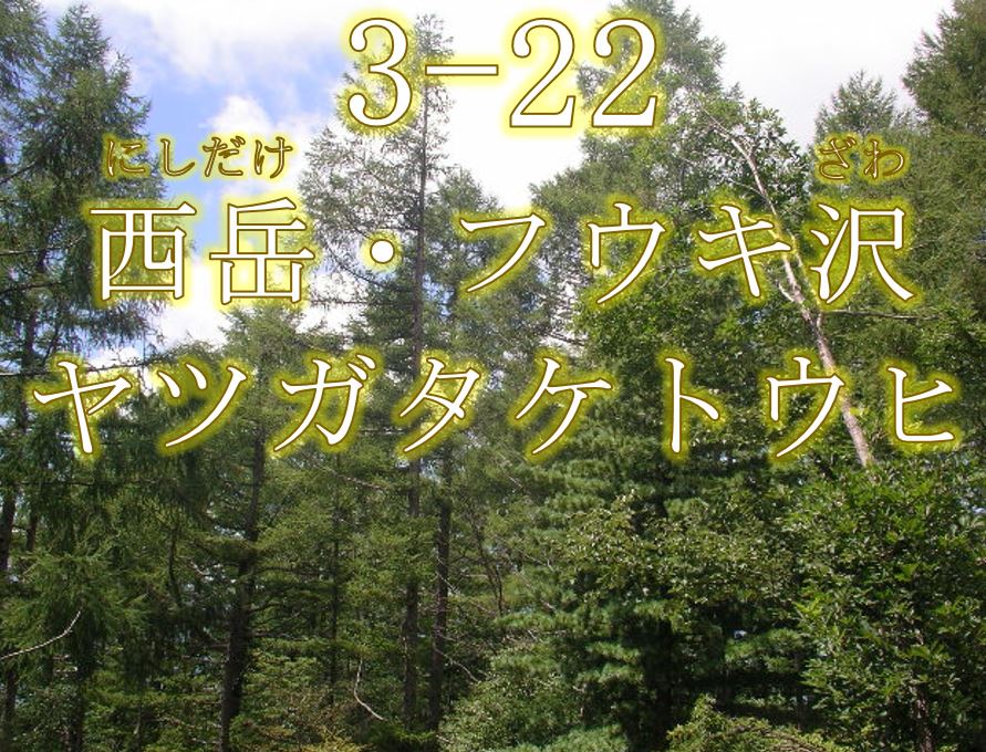 西岳・フウキ沢ヤツガタケトウヒ希少個体群保護林