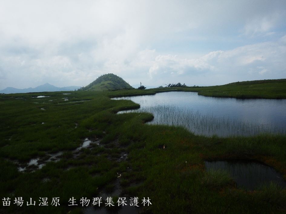 苗場山湿原生物群集保護林