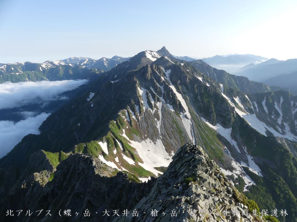 北アルプス（蝶ヶ岳・大天井岳・槍ヶ岳・穂高）生物群集保護林