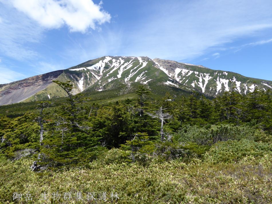 御岳生物群集保護林