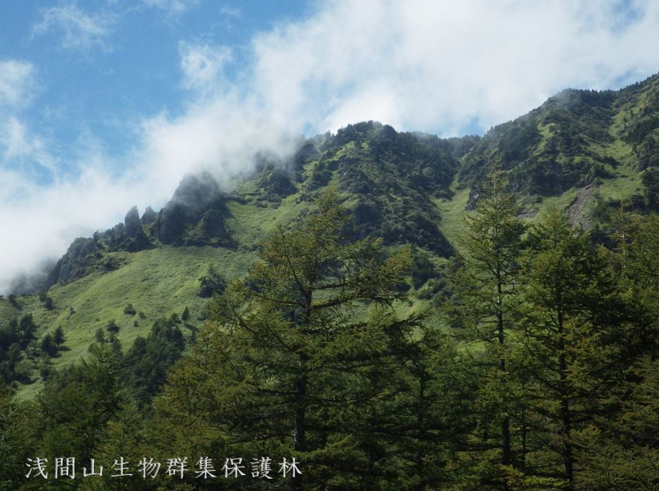 浅間山生物保護林