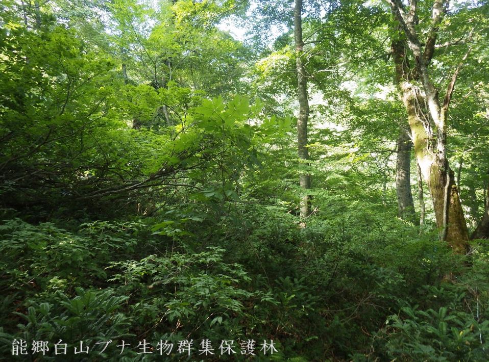 能郷白山ブナ生物群集保護林