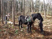 ホースロギング（馬搬）で民国連携