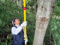 測棹を使って樹高の測定