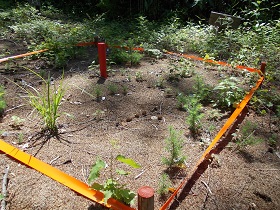 試験地プロット内のカラマツ稚樹