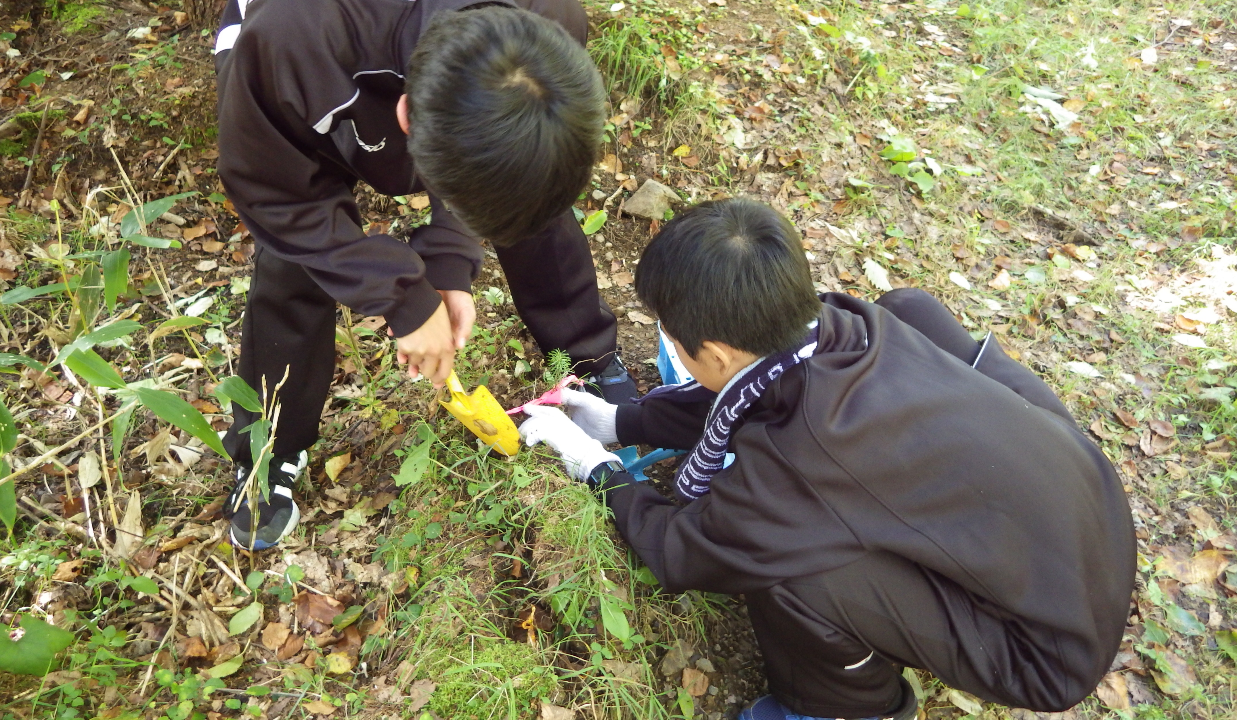 幼樹の採取