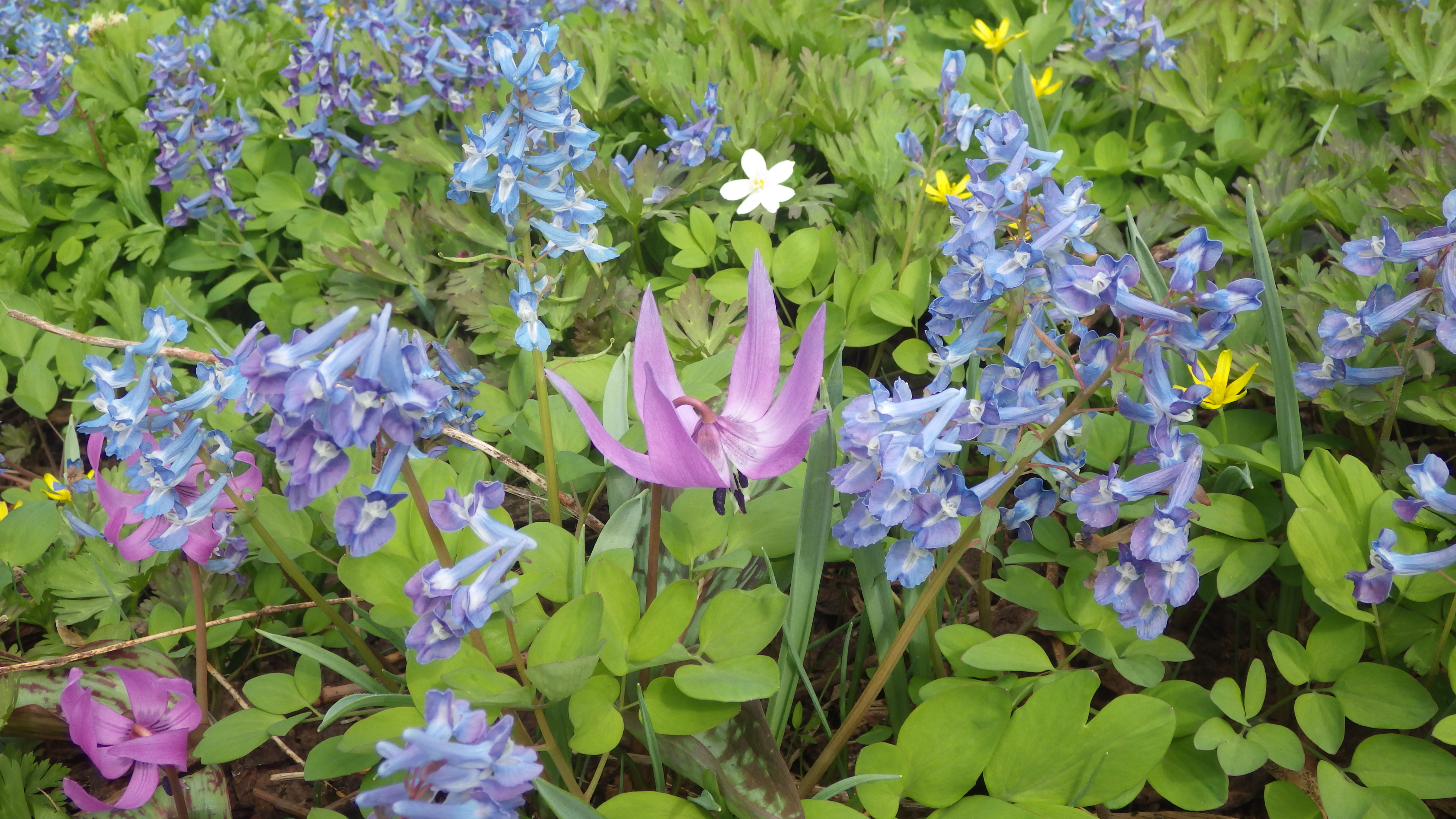 花の写真