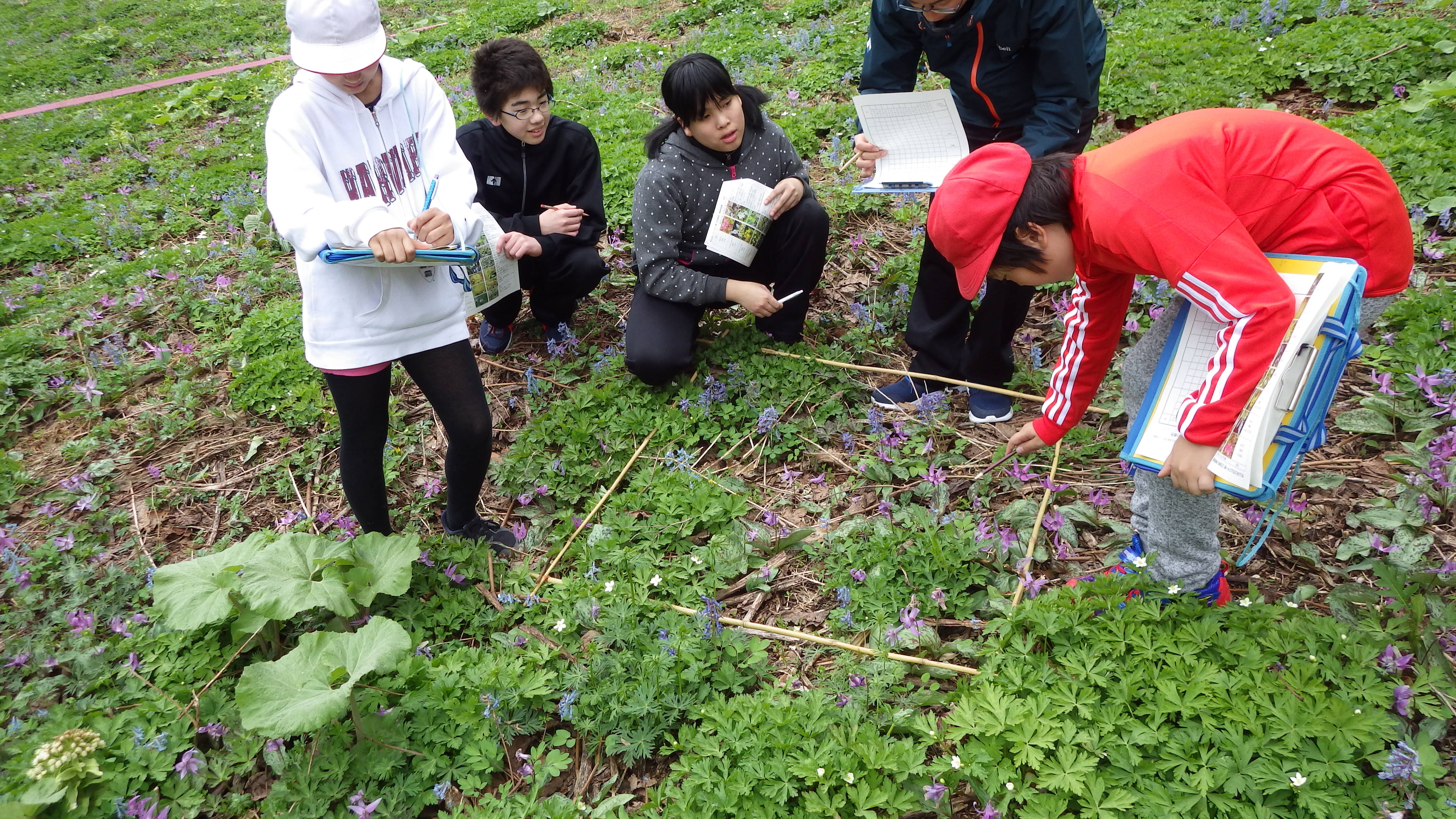 中学生の指導により小学生が花の数をかぞえます