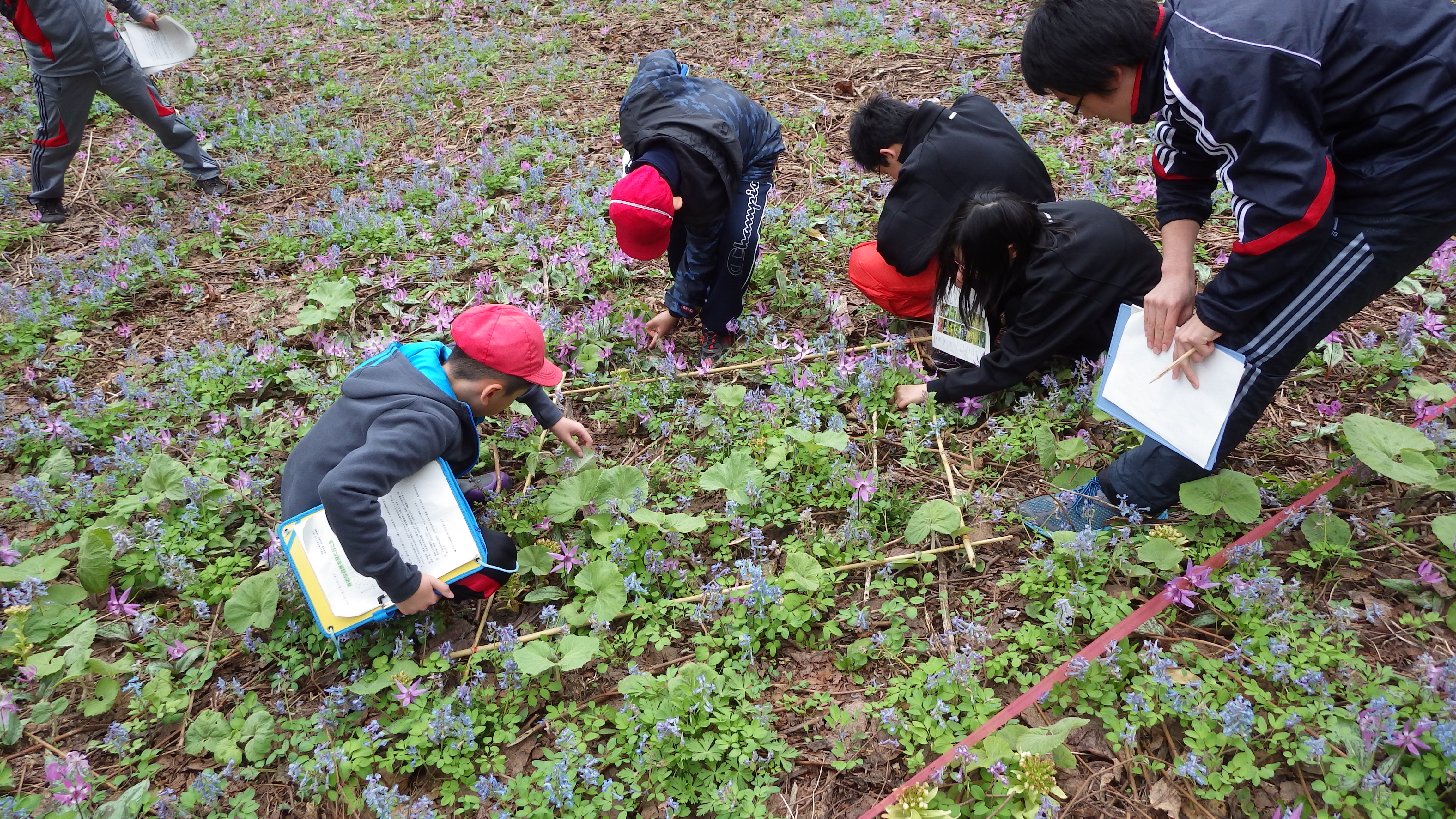 中学生の指導により小学生が花の数をかぞえます