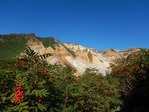 ウラジロナナカマドと三段山