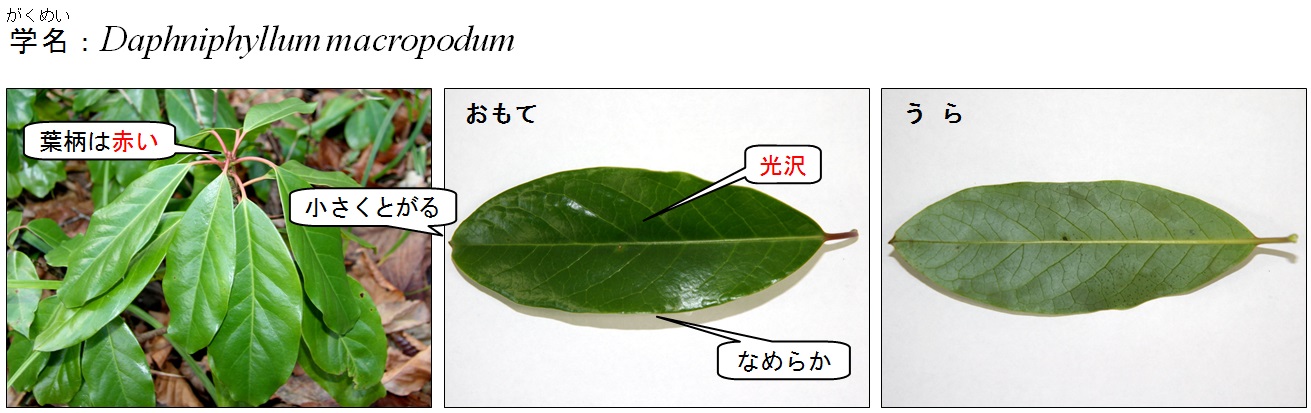 エゾユズリハ