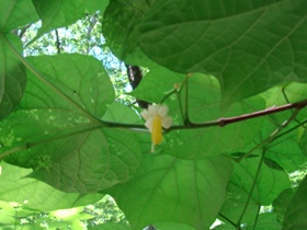 ウリノキの花の写真