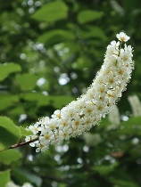 シウリザクラの花