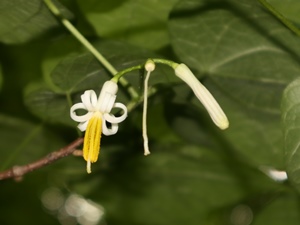 ウリノキの花