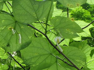 ウリノキの花の写真