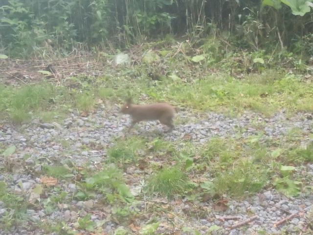 エゾユキウサギ2015年撮影