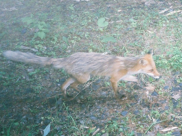 キタキツネ2012年撮影