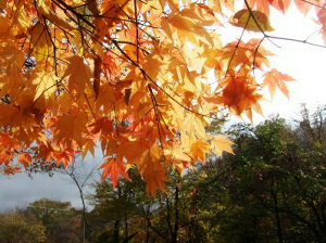 紅葉の写真