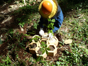 蓋をしてカミネッコンの植付体験終了