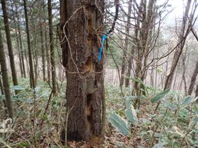 クマゲラなどが採餌した木