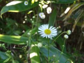 この時期に花を咲かせる草木も結構あります