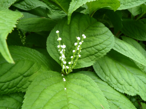 フタリシズカの花の写真