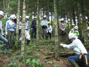 間伐の作業手順を説明