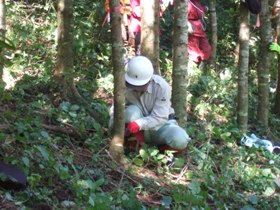 ノコを使用し木を伐倒している参加者