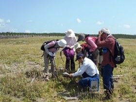 ケカモノハシなど海岸植物の調査の様子