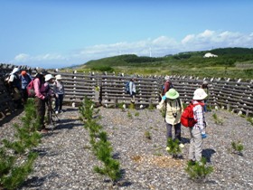 クロマツ植栽地を見学