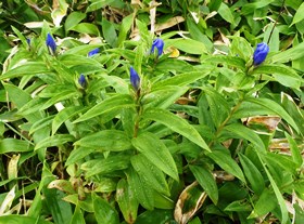 エゾオヤマリンドウの花