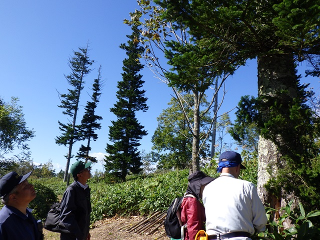 立枯れしたトドマツを観察する様子