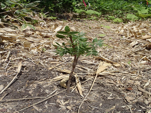 植栽されたキハダ