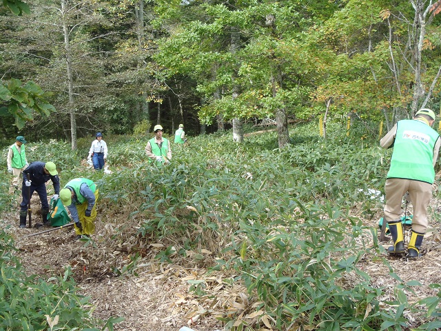 植樹の様子