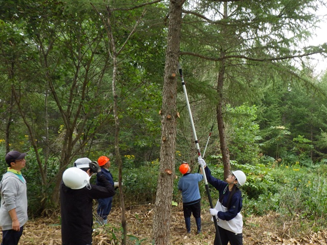 高枝切りノコで作業