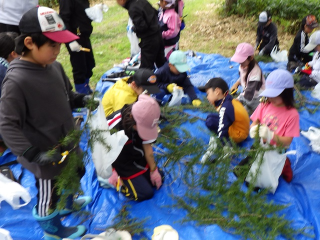 枝からマツボックリ採取