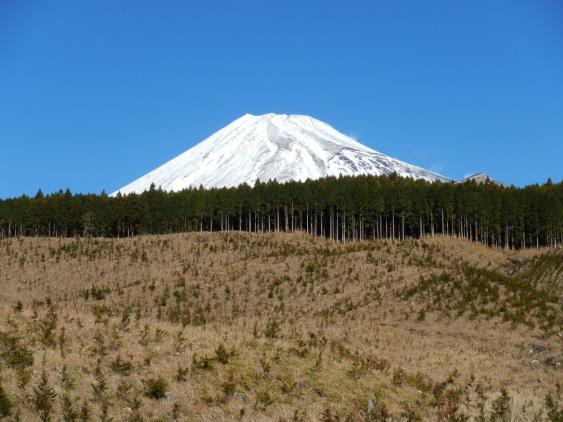 シカの食害を受け成林が見込めないヒノキの新植地