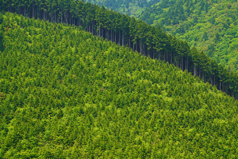 ヒノキの苗木を植林し10年経過した造林地