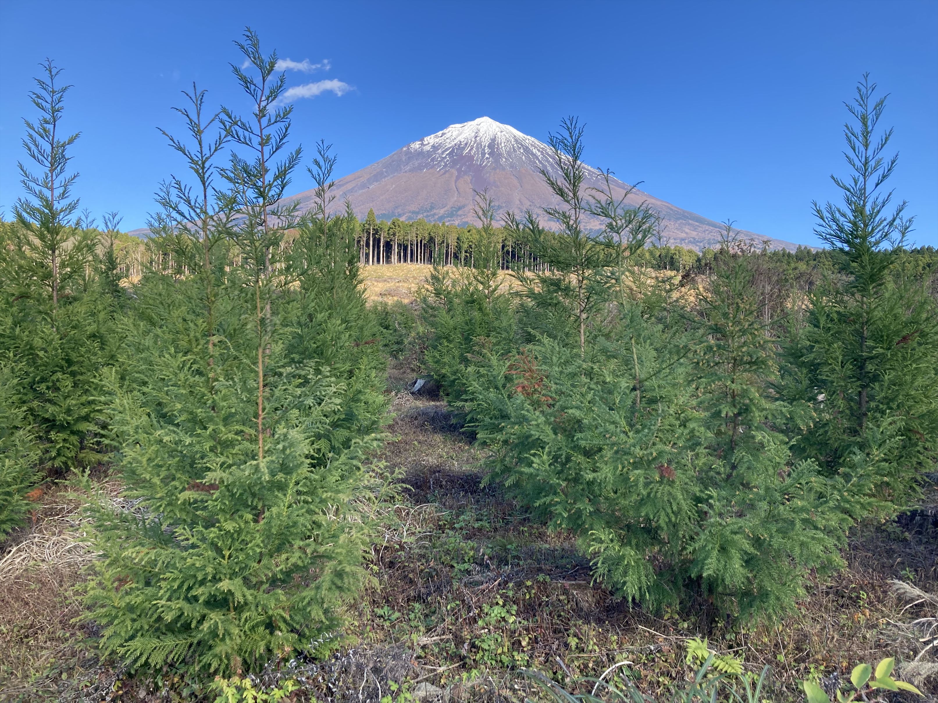 エリートツリーの植林地（日本製紙株式会社社有林）