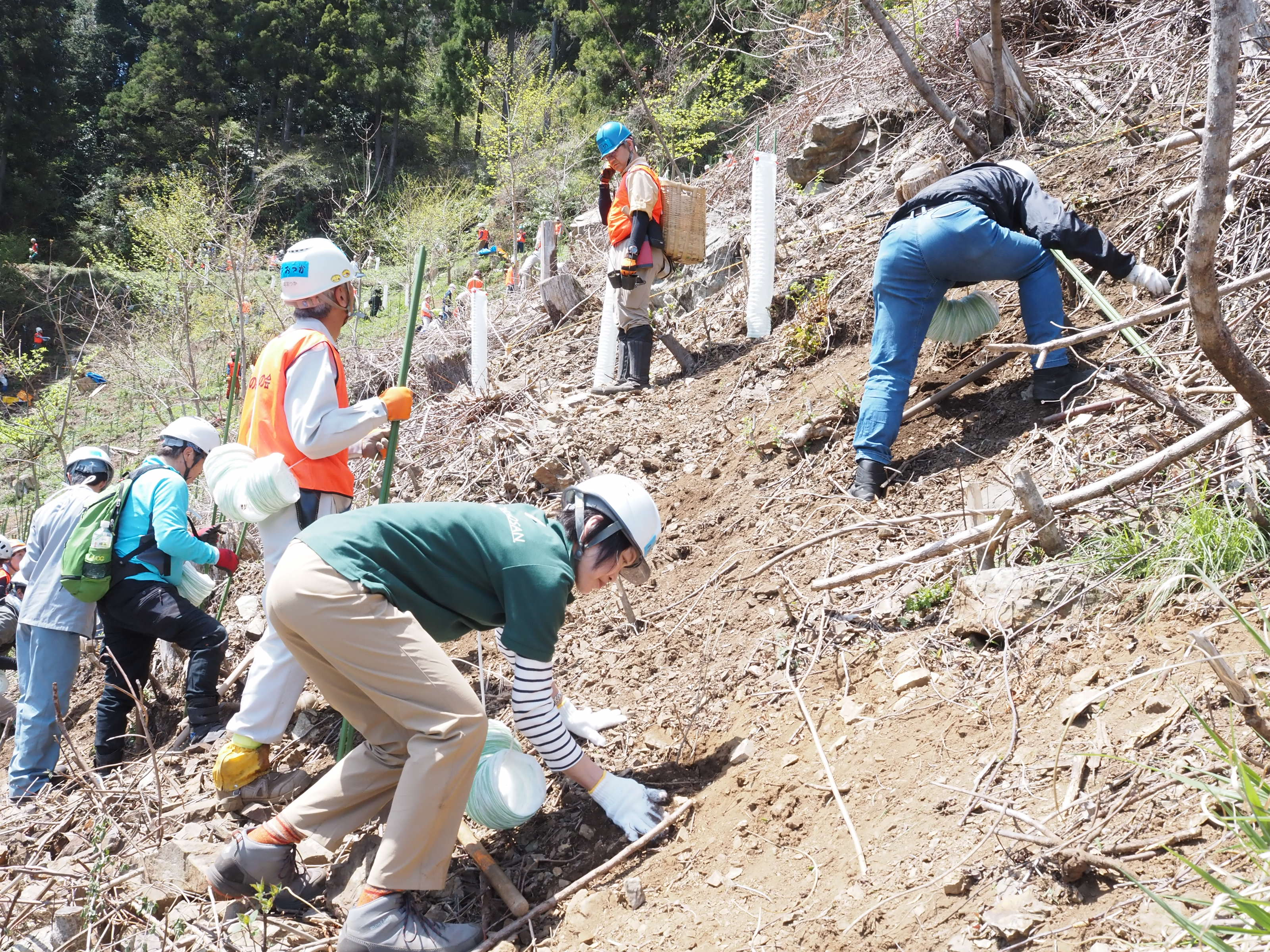 裏高尾での植樹活動
