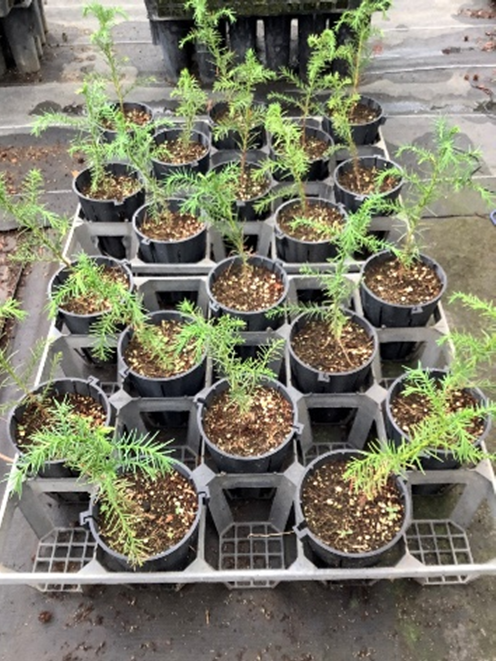 大苗育成技術に関する実証実験