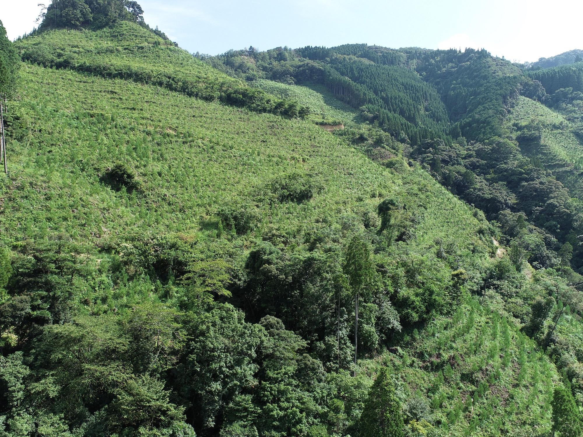 クレジットを創出した延岡市の森林
